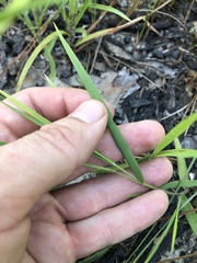 Dichanthelium consanguineum