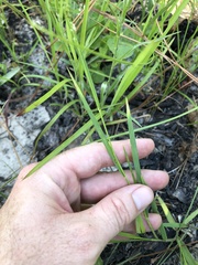 Dichanthelium consanguineum