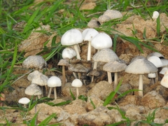 Panaeolus antillarum