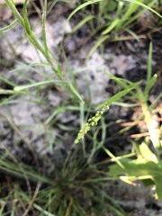 Dichanthelium consanguineum