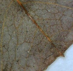 Lespedeza hirta hirta