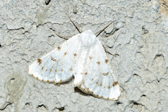 Dyscia malatyana