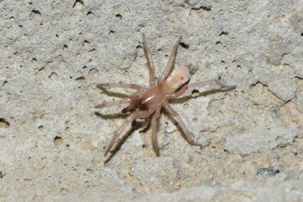 Synaphosus