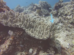 Isis hippuris