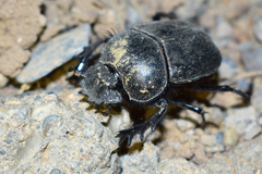 Scarabaeus typhon