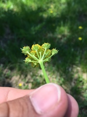 Cymopterus lemmonii