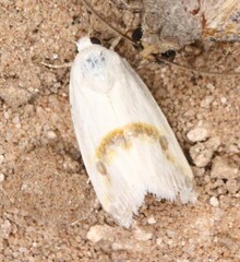 Ponometia virginalis