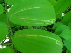 Liriomyza smilacinae