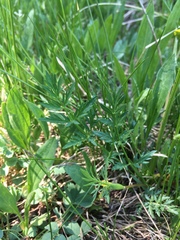 Cymopterus lemmonii