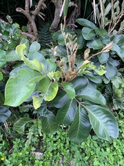 Aglaia rimosa