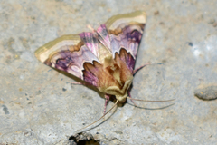 Periphanes delphinii