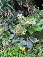 Aglaia rimosa