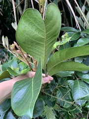 Aglaia rimosa
