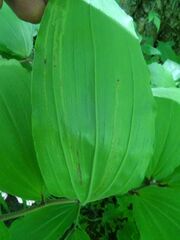 Liriomyza smilacinae