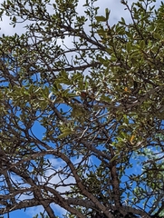 Cercocarpus ledifolius