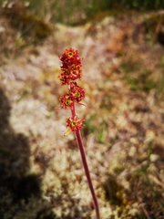 Micranthes hieraciifolia