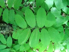 Liriomyza smilacinae