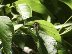 Hylogomphus adelphus
