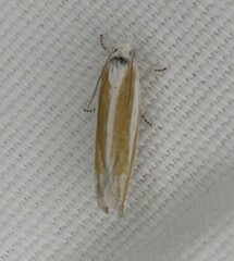 Eucosma striatana