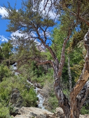 Cercocarpus ledifolius