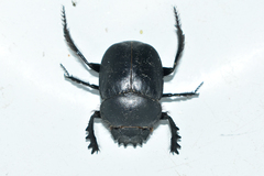 Scarabaeus typhon
