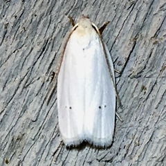 Antaeotricha albulella