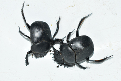 Scarabaeus typhon