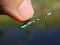 Coenagrion interrogatum