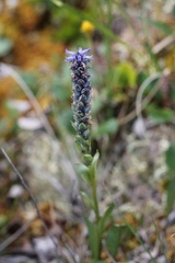 Lagotis glauca