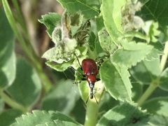 Merhynchites wickhami