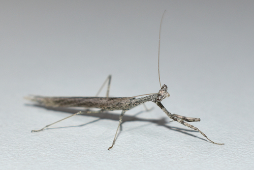 Severinia