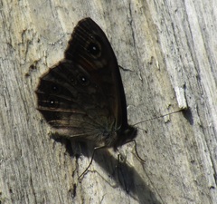 Lasiommata petropolitana