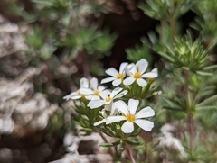 Leptosiphon nuttallii pubescens