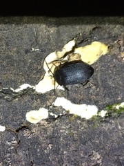 Penthe pimelia