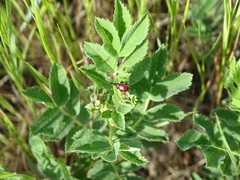 Merhynchites wickhami