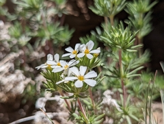 Leptosiphon nuttallii pubescens