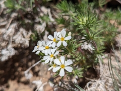 Leptosiphon nuttallii pubescens