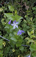 Vinca difformis sardoa