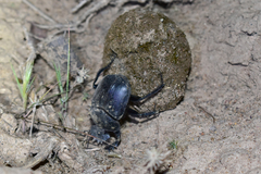 Scarabaeus typhon