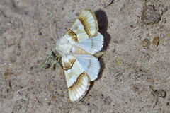 Pinacoplus didymogramma