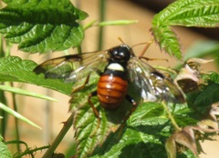 Cimbex femoratus
