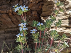 Leptosiphon nuttallii pubescens