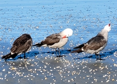 Larus heermanni