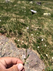 Erigeron melanocephalus