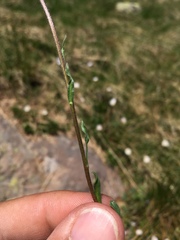 Erigeron melanocephalus