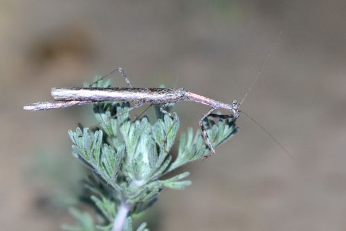 Severinia turcomaniae