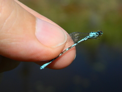 Coenagrion interrogatum