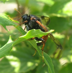 Cimbex femoratus