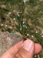 Erigeron melanocephalus