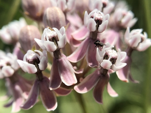 narrowleaf milkweed